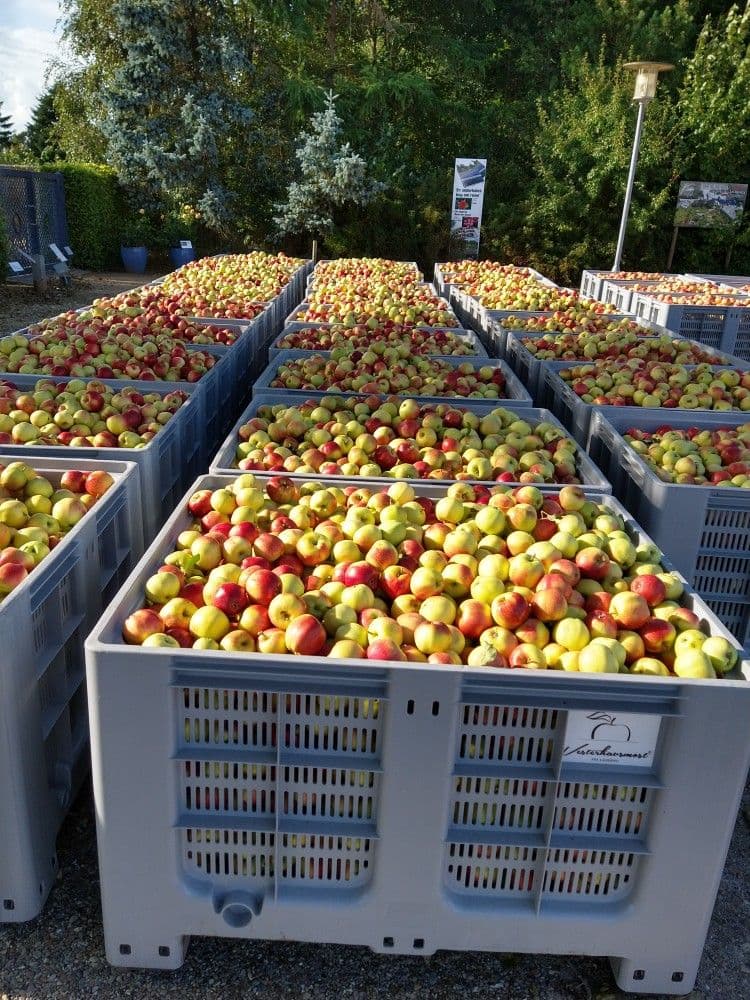 Apples in bulk bins